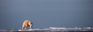photo of polar bear