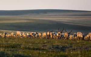 West-Arctic-Caribou-Herd-opt Photo of caribou herd